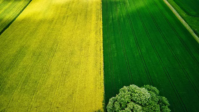 Luftbild Rapsfeld und grüne Wiese